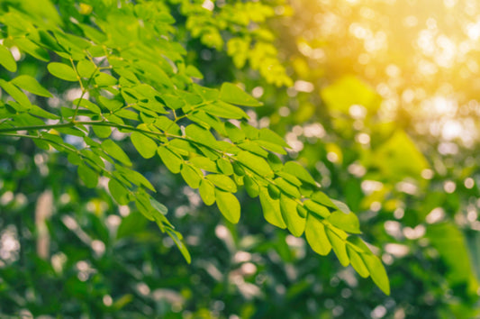 6 Science-Based Health Benefits of Moringa oleifera